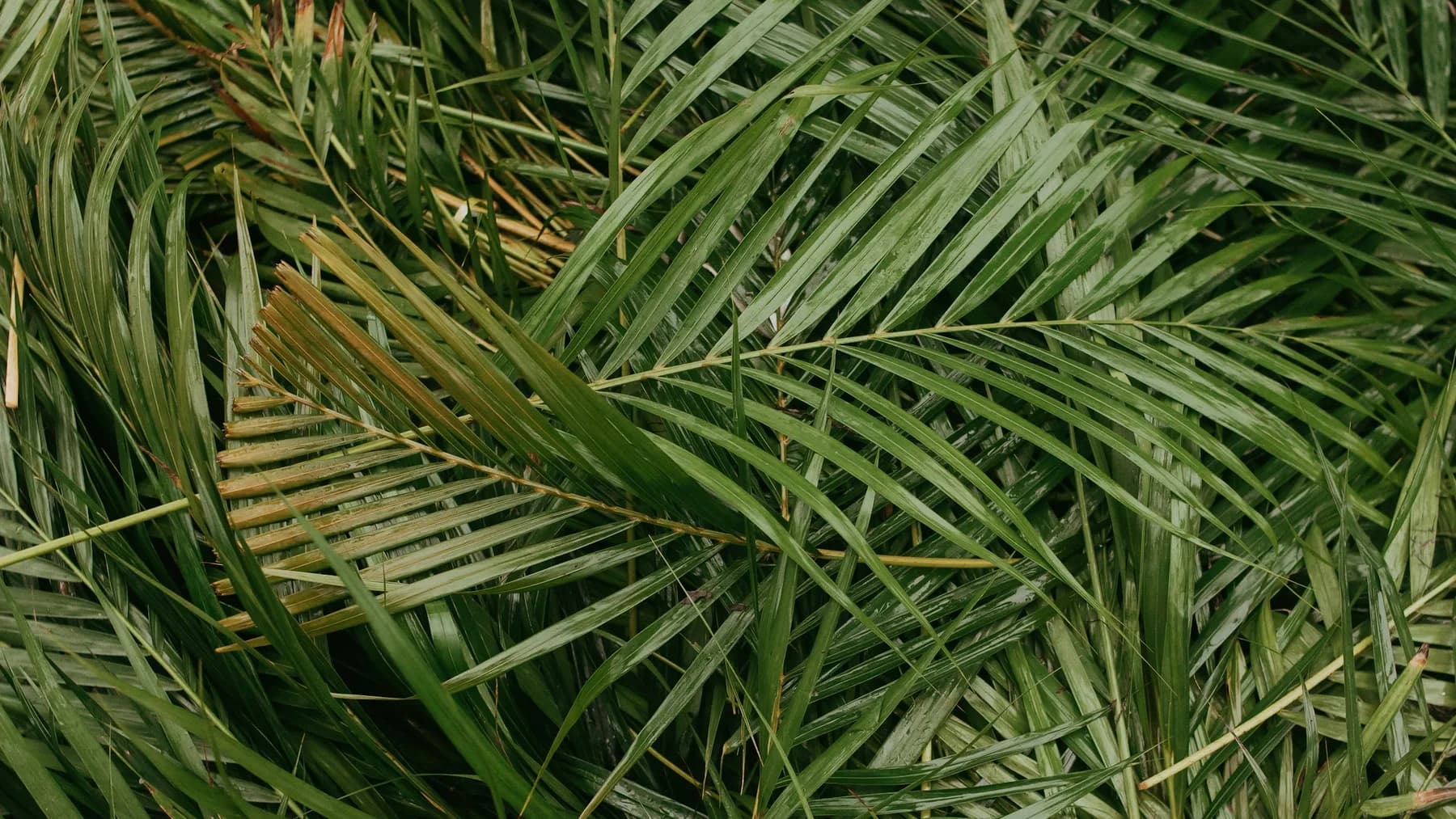 Freshly cut green palm fronds piled on top of each other after a garden pruning