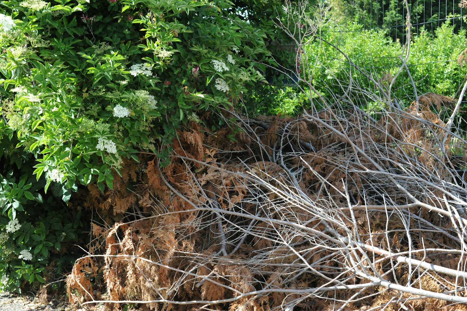 Pile of cut dry branches and green garden waste stacked against a hedge