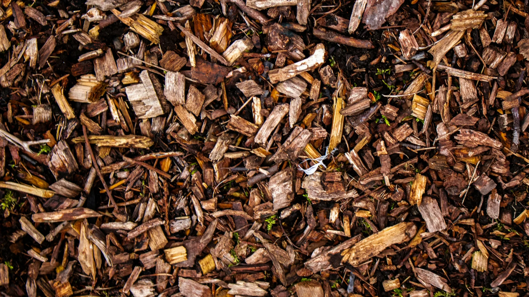 Close view of shredded bark and wood chip mulch covering the ground in a garden bed